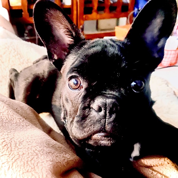 Meet your Posher, Susan - Picture 3 of 4